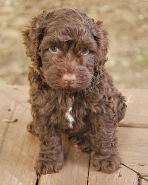 Baby labradoodles sales