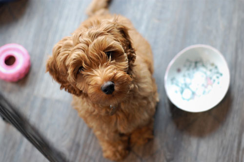 puppy-labradoodle-20