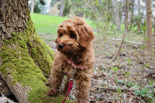 puppy-labradoodle-21