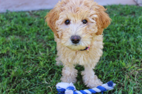 puppy-labradoodle-22