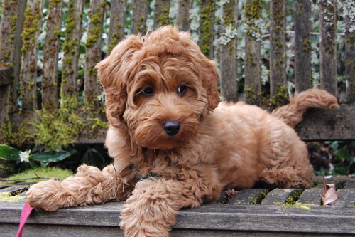 puppy-labradoodle-23