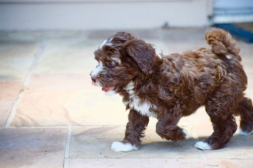 puppy-labradoodle-3