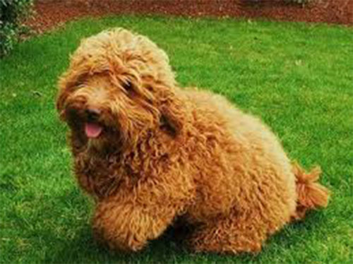 puppy-labradoodle-4