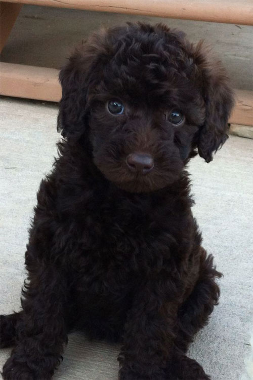 puppy-labradoodle-5