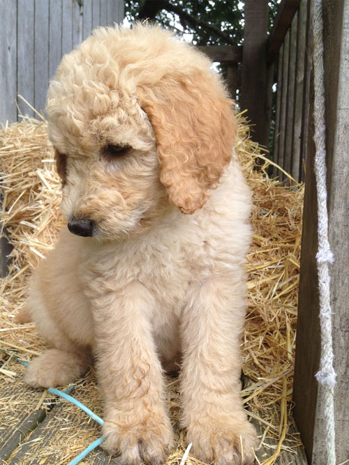 puppy-labradoodle-6