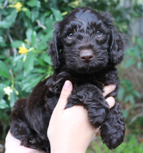 puppy-labradoodle-7