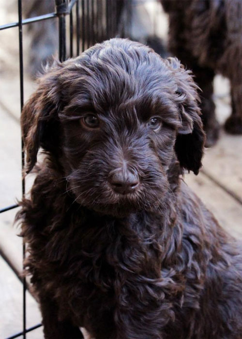 puppy-labradoodle-8