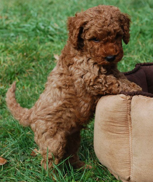 puppy-labradoodle-9