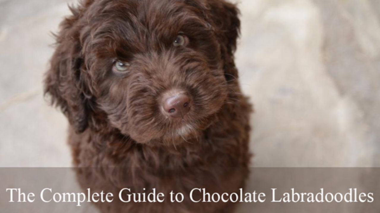 chocolate labradoodle puppies for sale