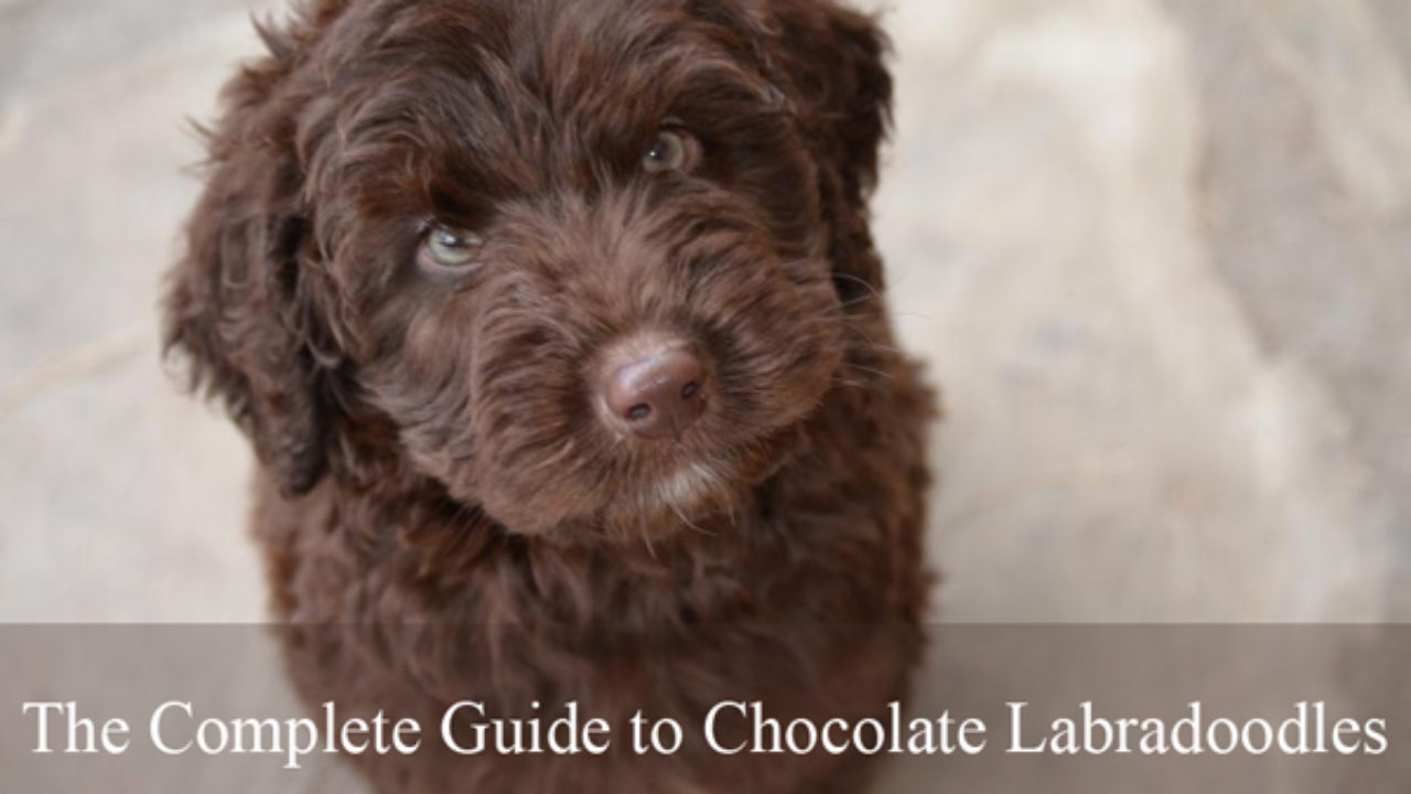 chocolate labradoodle with blue eyes