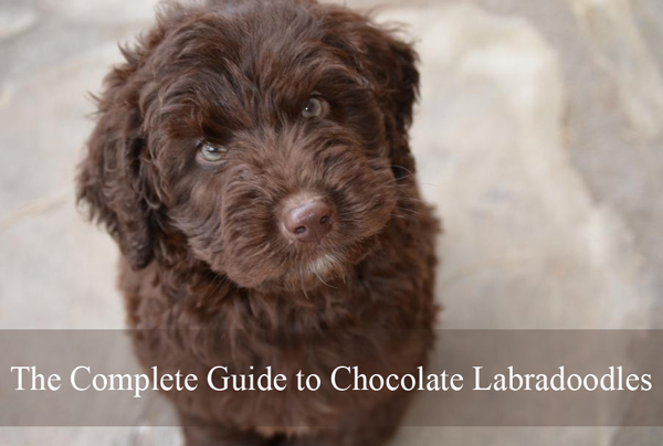 Chocolate And Dogs Chart