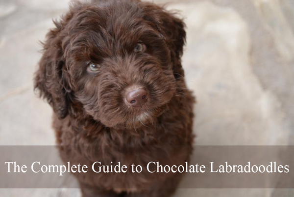 dark chocolate poodle