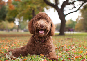 Featured image of post Chocolate Images Of Labradoodles / Established 2002•2 decades in the doodle 🌎 •sister co: