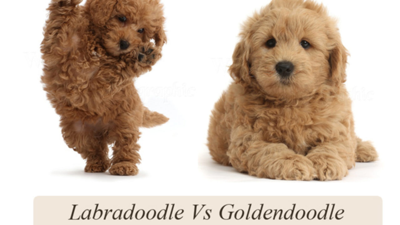difference between labradoodle and goldendoodle