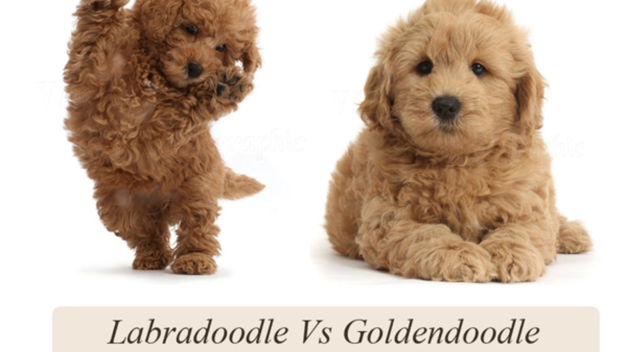 Labradoodle shih tzu store mix