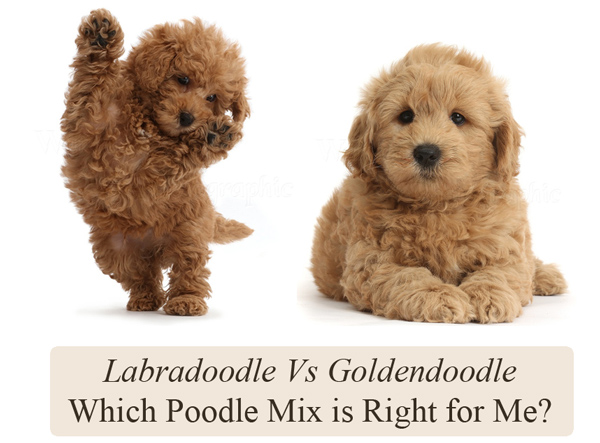 what is a poodle goldendoodle mix