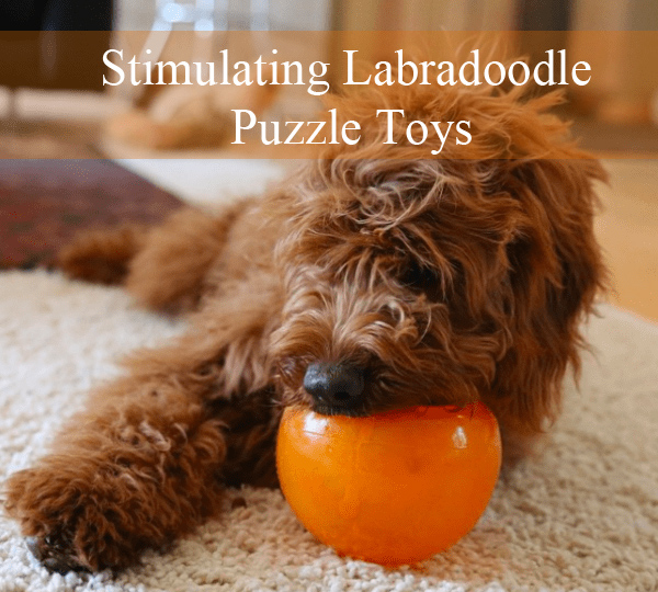 Stimulating Puzzle Treat Toys for Labradoodle Labradoodles Dogs