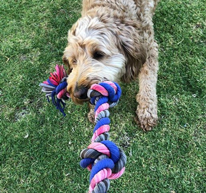 labradoodle-tug-a-war