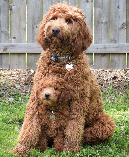 small labradoodle