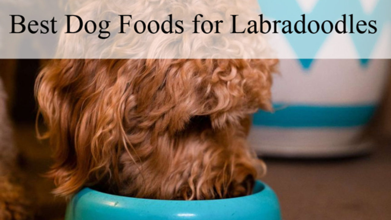 whats the best dog food for a labradoodle