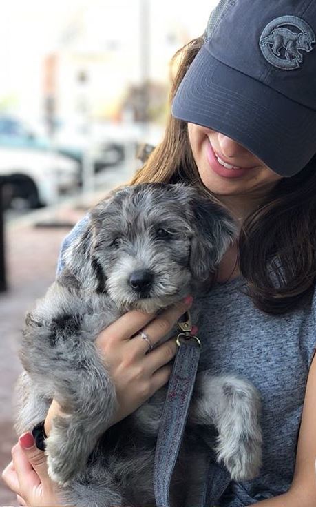 merle labradoodle puppy