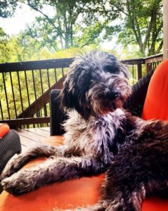 A Complete Guide to Merle Labradoodle - Labradoodles & Dogs