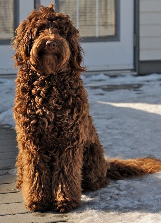 labradoodle big size