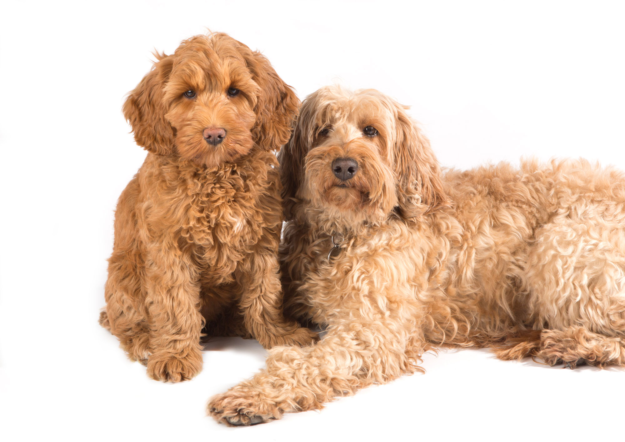 How Big Do Labradoodles Get Ultimate Labradoodle Size Guide 