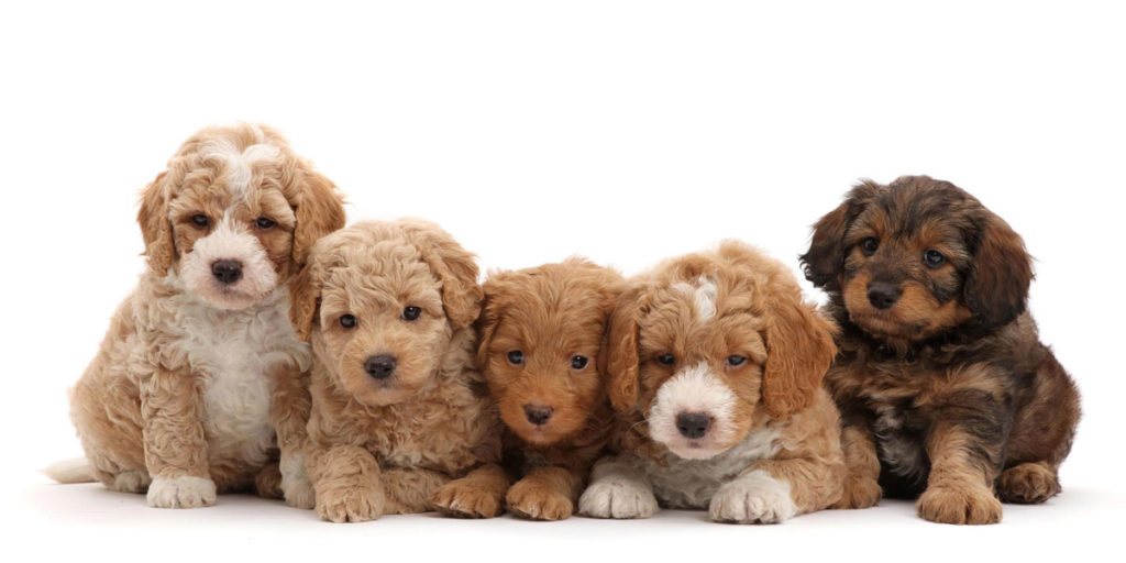 How Big do Labradoodles Get? Ultimate Labradoodle Size Guide Labradoodles & Dogs