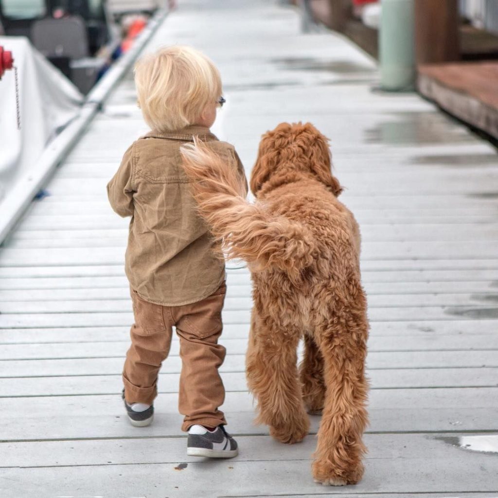 labradoodle with kids