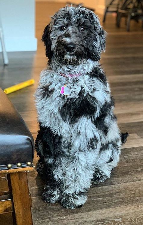 chocolate labradoodle with blue eyes