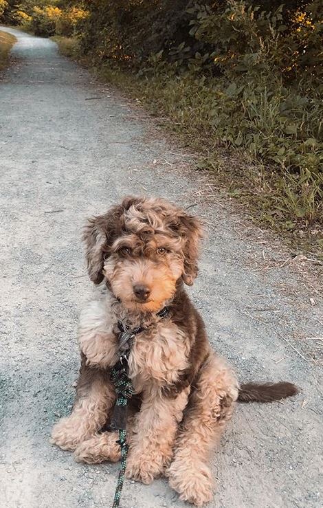 Chocolate on sale merle labradoodle