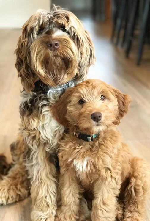 Chocolate merle australian store labradoodle