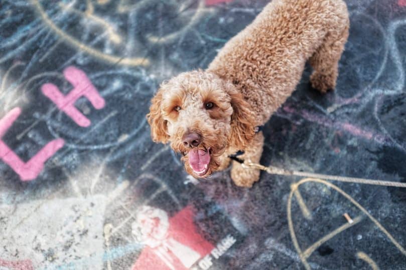 labradoodle full grown size