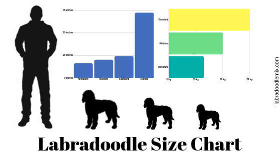 standard labradoodle size