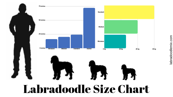 How Big Do Labradoodles Get Ultimate Labradoodle Size Guide 