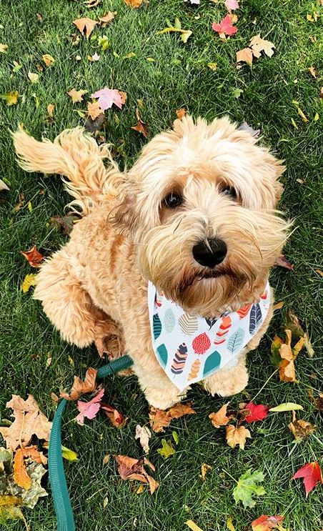 what is the difference between an american labradoodle and an australian labradoodle