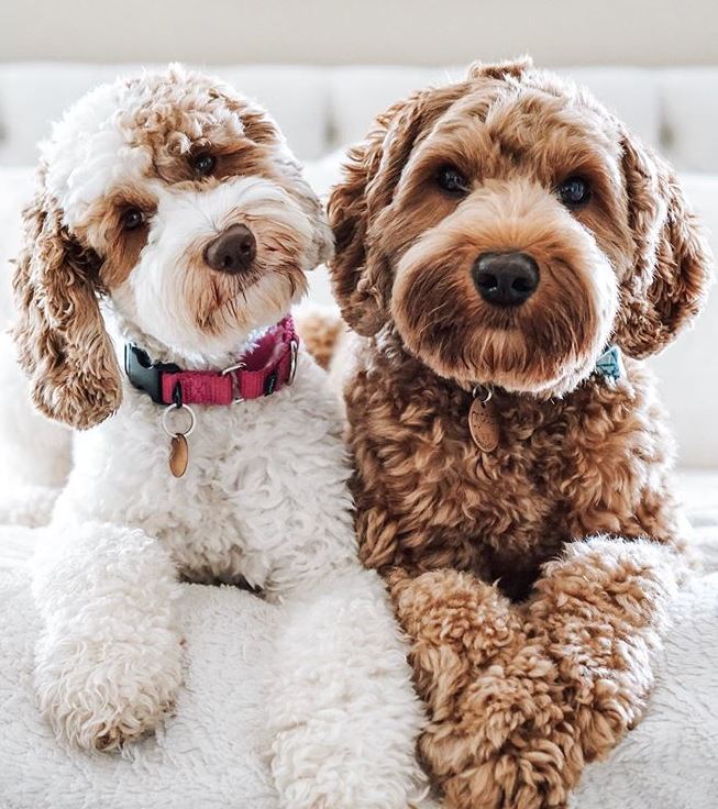 full grown australian labradoodle