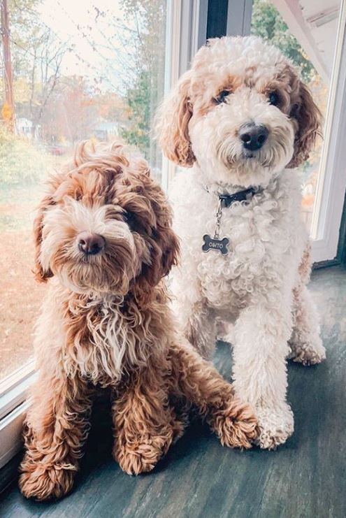 How To Groom A Labradoodle With Wool Coat