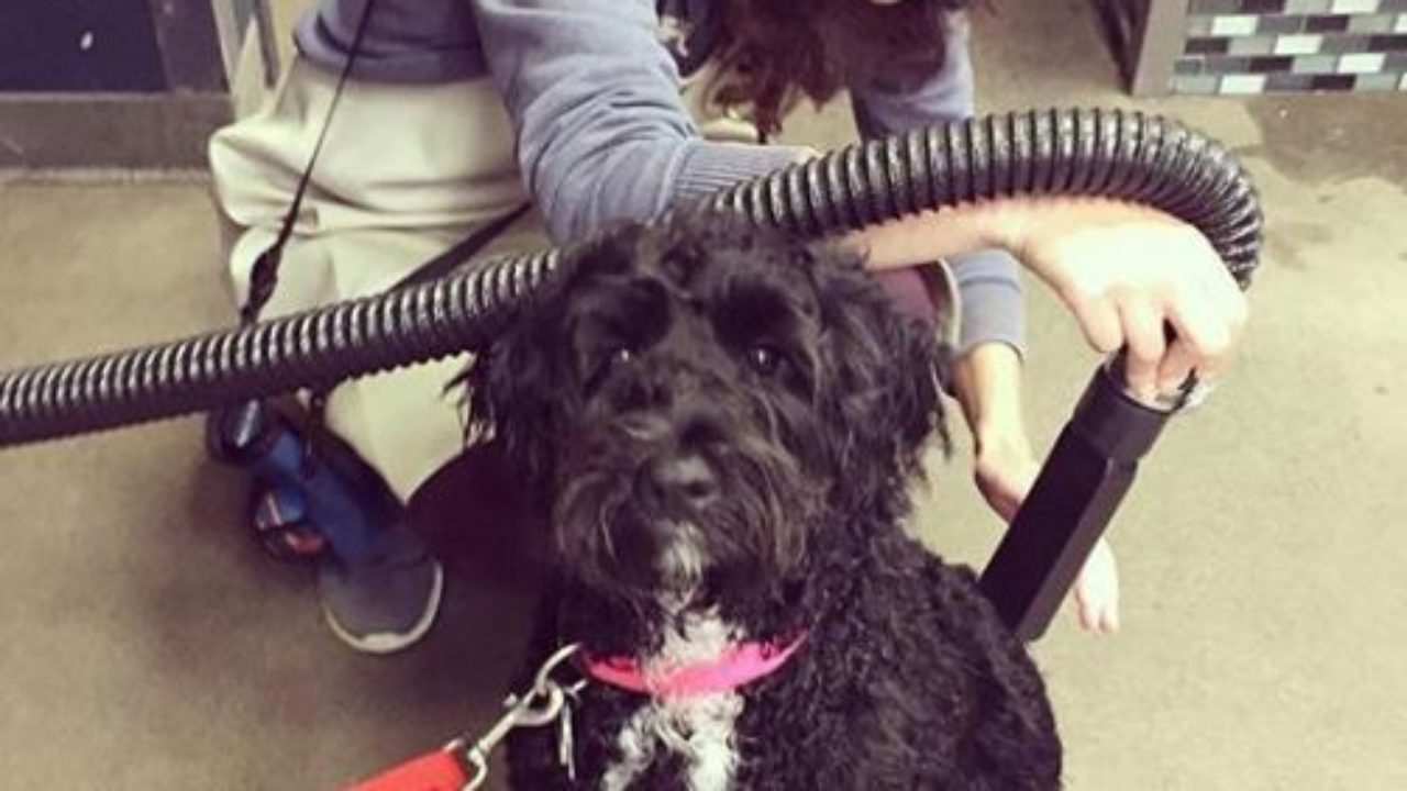 How Do You Bathe A Labradoodle