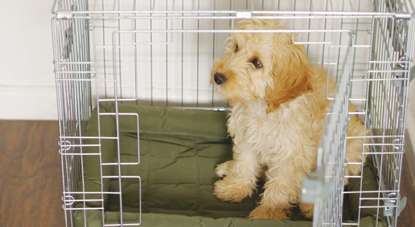 Labradoodle crate sales