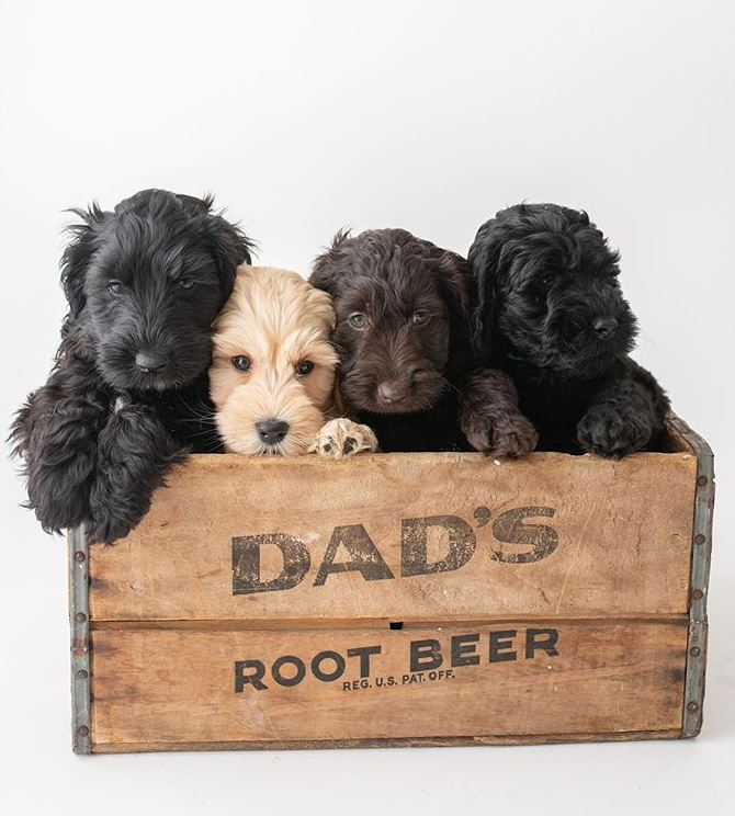 Labradoodle Puppies