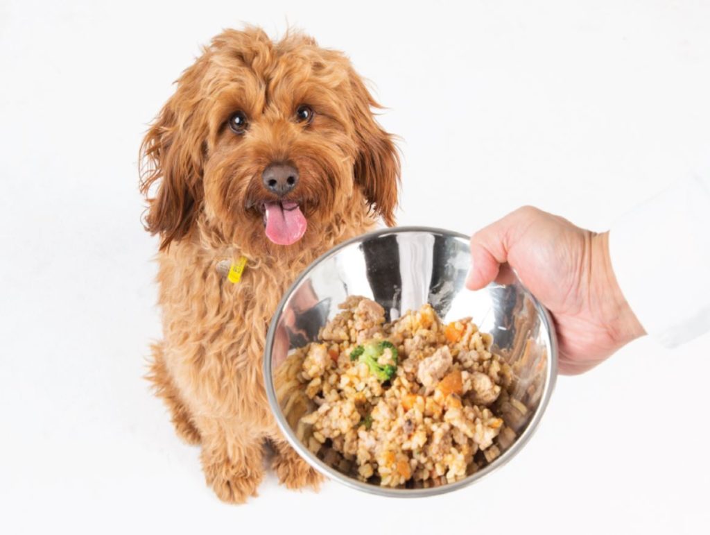 Best food for on sale labradoodle