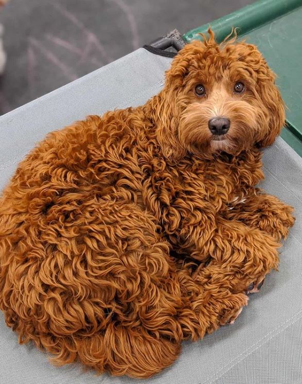 are labradoodles good apartment dogs