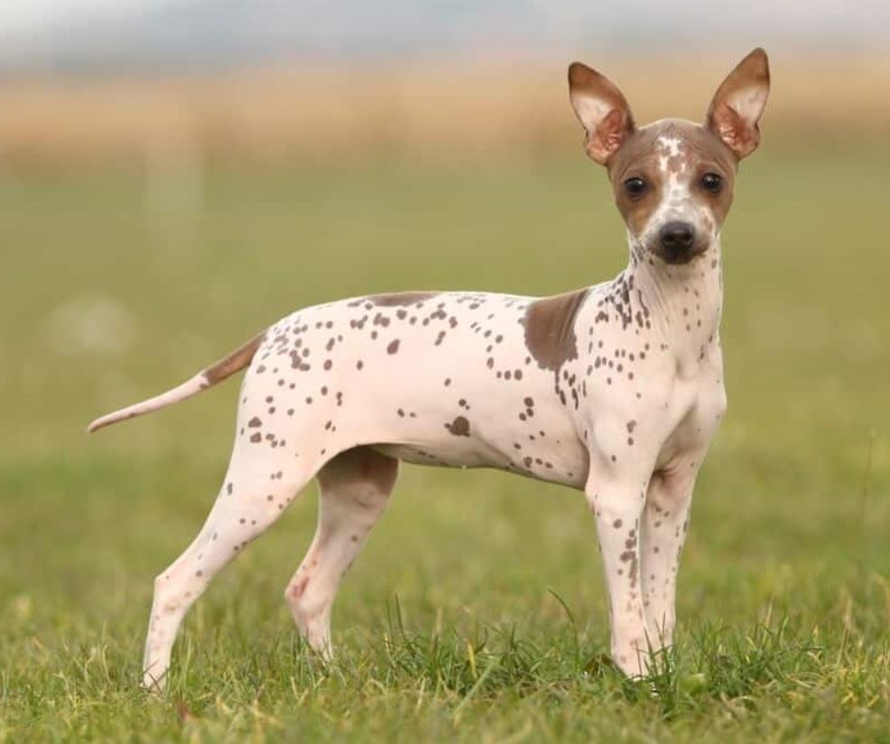 List of Hypoallergenic Dogs [The Ultimate Guide] Labradoodles & Dogs