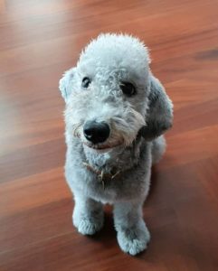 are terrier poodles hypoallergenic