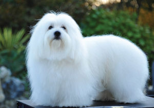 Coton de best sale tulear asthma