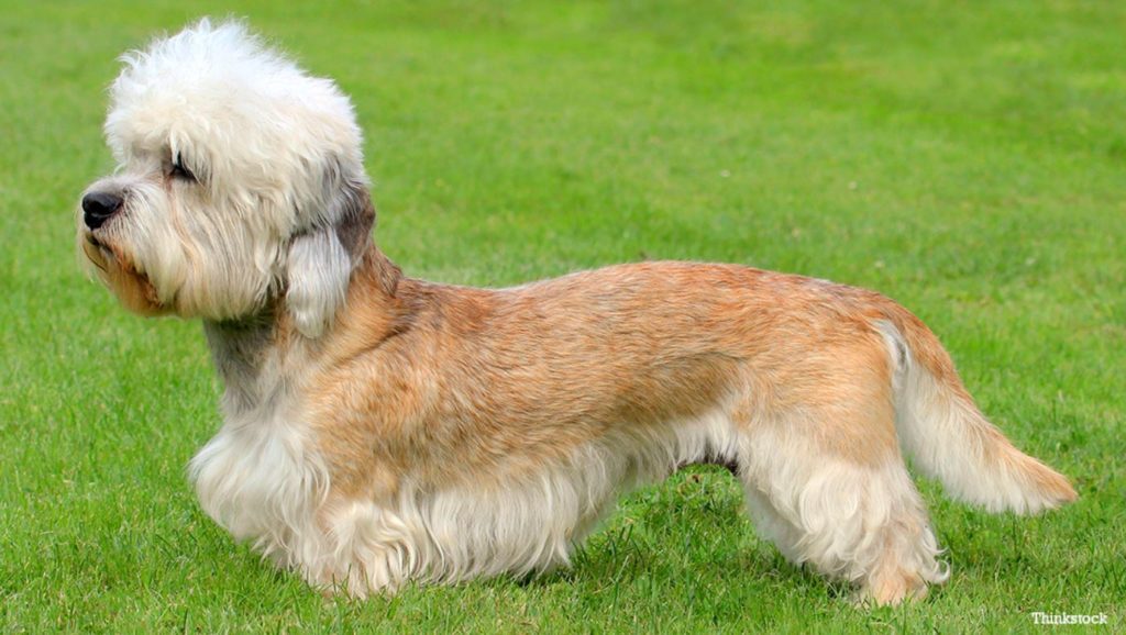 List of Hypoallergenic Dogs [The Ultimate Guide] - Labradoodles & Dogs