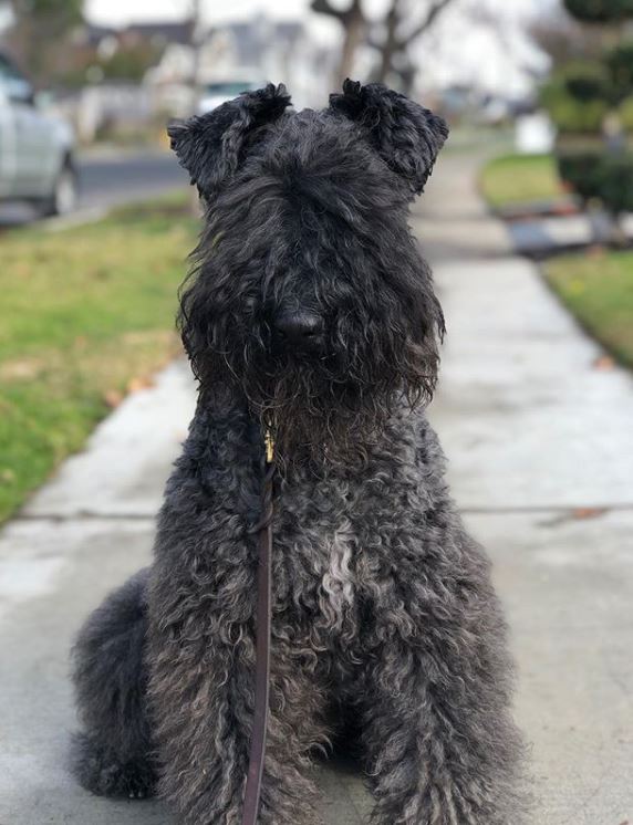 List of Hypoallergenic Dogs [The Ultimate Guide] Labradoodles & Dogs