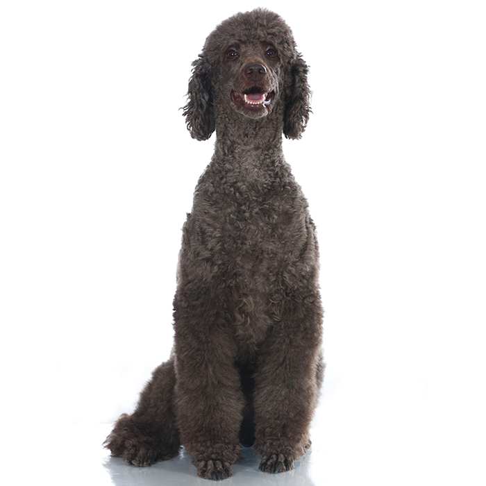 List of Hypoallergenic Dogs [The Ultimate Guide] - Labradoodles & Dogs